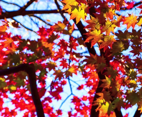 綺麗な風景画を届けます その一瞬を収めた写真を春夏秋冬で撮っています。 イメージ2