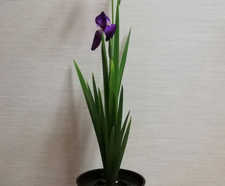 池坊いけばなレッスンします 子供~大人まで、ビデオチャットにて都合のよい時間、場所で。 イメージ2