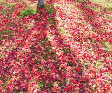 秋の背景や、写真など、提供します 背景、写真、など好きなあなたへ。 イメージ1