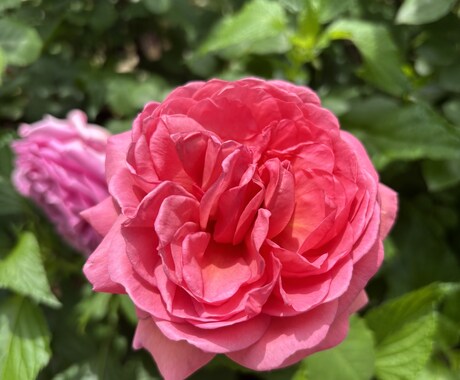 超強力7日間毎日縁結びヒーリングします 毎日の祈りが、ご縁の流れを変えていく7日間 イメージ1