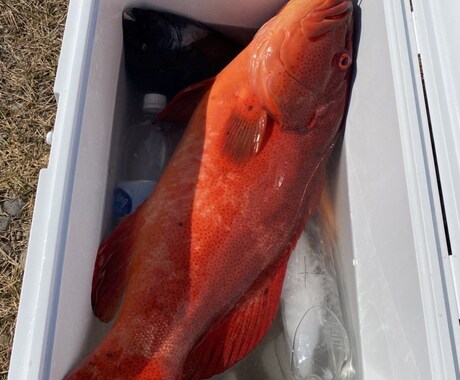 初めての魚突きをゼロからサポートします 経験者が安全な始め方と道具選びを丁寧にサポート イメージ2