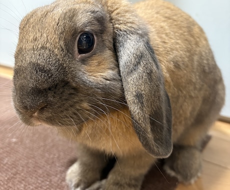 繊細で傷つきやすい心に寄り添います 苦しく辛いお話・吐き出し・お悩み何でもお話しして下さい。 イメージ2