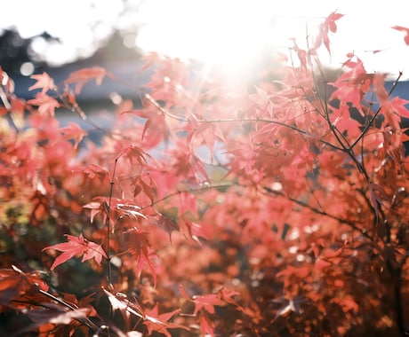 京都での写真撮影を代行致します FUJIFILMのカメラで”欲しい”イメージを切り取ります！ イメージ1