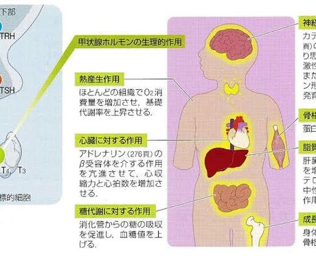管理栄養士資格取得手伝います 7回連続学年1位国家試験模擬テスト イメージ1