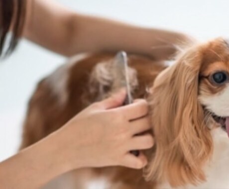 愛犬のお手入れ、躾アドバイス致します 愛犬のお世話、お手入れ、カット、躾アドバイス致します。 イメージ2