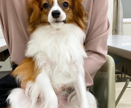 犬について困っている事。動物看護師が答えます 犬猫の日頃の疑問についてお答えします！ イメージ1