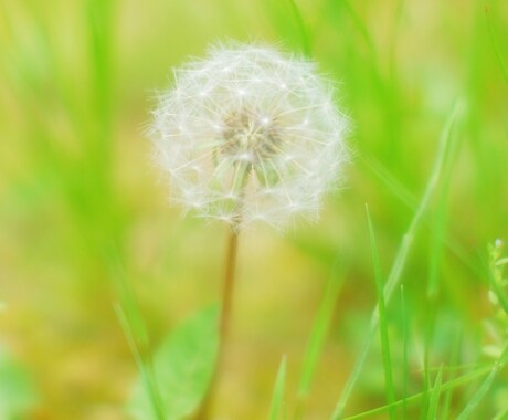 こころ癒やしルーム！懇切丁寧にあなたに寄り添います ②些細なお話相手から人生のお悩みまで穏やかに解決に導きます イメージ1