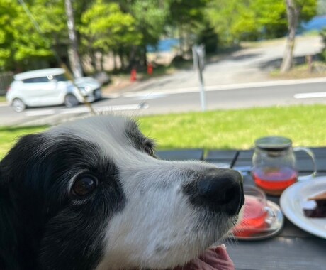 河口湖周辺の犬と行けるカフェの情報を提供します 河口湖で愛犬と過ごすカフェ時間をもっと安心で楽しいものに イメージ2