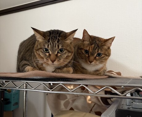 夜のお仕事の悩み、ゆっくりお話聞きます 「つらい気持ち、ひとりで抱えなくて大丈夫です」 イメージ2