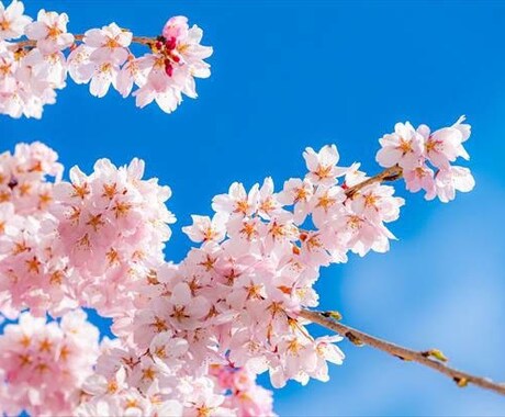 これからの人生を導きます あなたを寄り添うように占いで導きます イメージ1