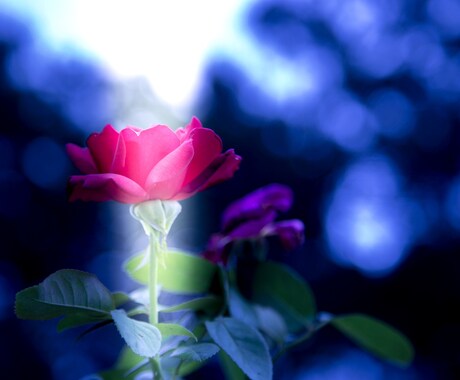 花、風景、動物の写真等を提供させていただきます 外に出かけるのが億劫で写真を見るのが好きって方にオススメです イメージ2