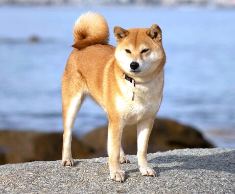 ペットをタイムウェーバーで４週間波動調整します 犬、猫、その他／四週間ペットのエネルギーを最適化 イメージ1