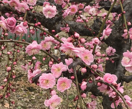 心理カウンセリングを行っております 1人でお悩みを抱えている方々へ イメージ1