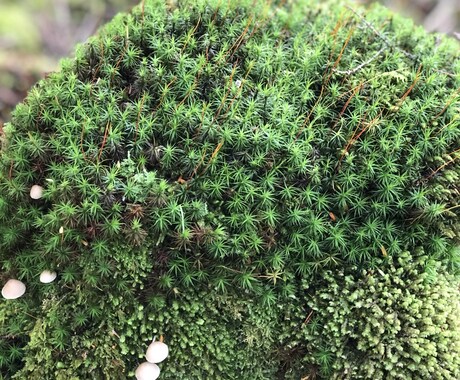 自分探しのお手伝いします パーソナルカウンセラーが必要ではありませんか？ イメージ1