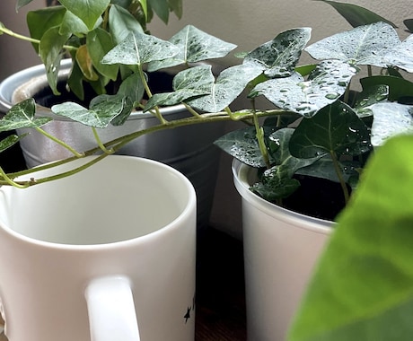 お部屋の空間コーディネートします 観葉植物、インテリア選び、空間装飾 イメージ1