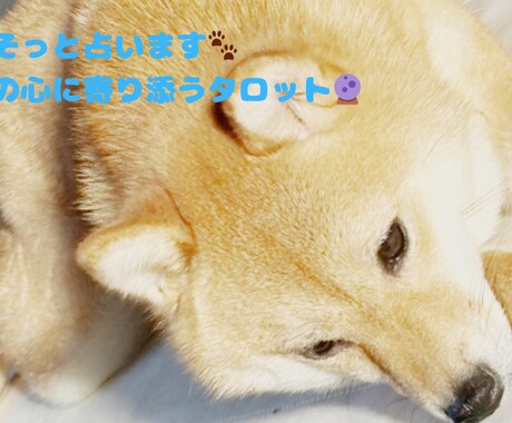 豆柴が届ける今のあなたへのタロットで占います 豆柴がタロットを通して、今のあなたに必要な言葉を届けます イメージ1