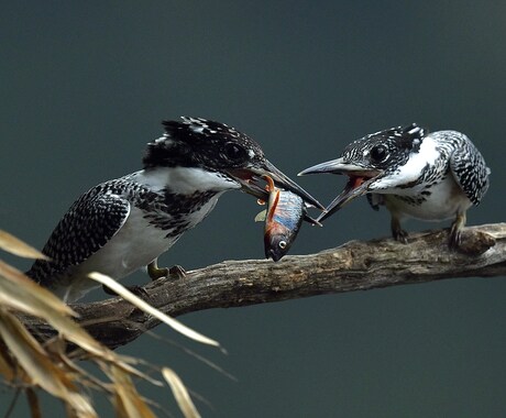 野鳥の写真を提供します 日本で見られる野鳥を季節を問わず撮影しています。 イメージ2