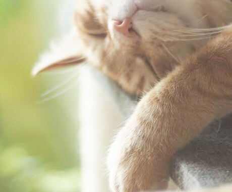 写真を売り、編集します 風景、動物、植物等の写真販売、代行。レタッチも承ります。 イメージ1