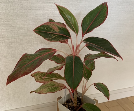 観葉植物の飼育方法などご相談聞きます 育て方がわからない方よく枯らしてしまう方など相談ください。 イメージ1