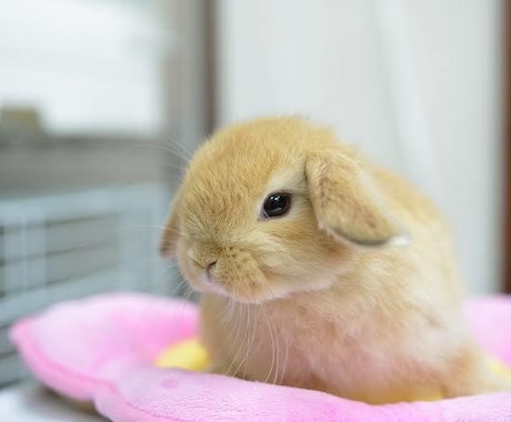 うさぎの飼い方・お悩み相談に乗ります うさぎをはじめて飼う方向けにアドバイスいたします イメージ1