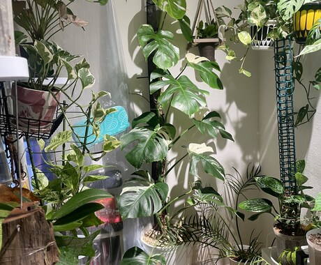 あなたにぴったりな観葉植物をご提案します イメージ1