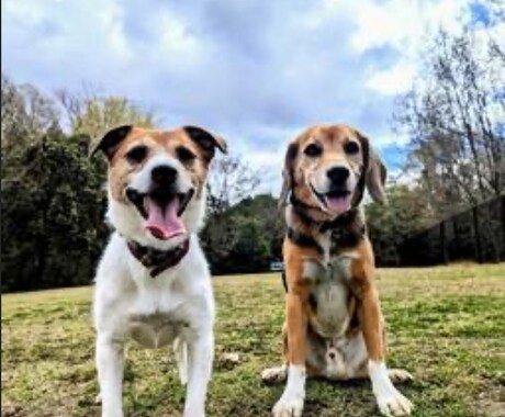 犬を題材にした夏休みの自由研究のお手伝いします テーマ決めから1対1の講義までお子様に合わせてサポートしまふ イメージ1