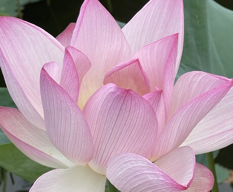 ペットロス、ペット葬儀のご相談にのります ペット葬儀に従事しています後悔ない葬儀方法の相談にのります イメージ2