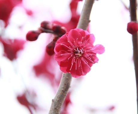 春の社寺仏閣内での桜や梅の撮影代行をします 春にしか撮れない風景をたくさん撮影します！ イメージ1
