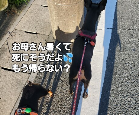 大切な家族(ペットちゃん)の気持ちをお聞きします 動物の気持ちをお聞きし、飼い主様にお伝えします。 イメージ2