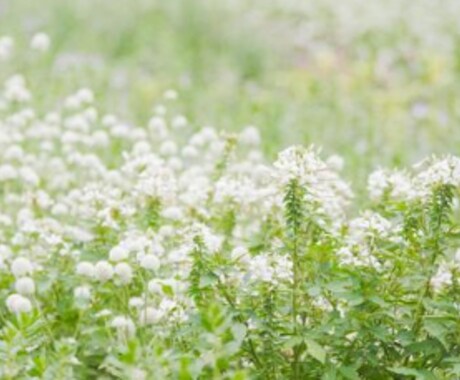 右脳意識であなたのお悩み解決します 頑張りすぎた心を整えませんか？ イメージ1