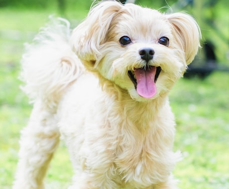 ペットの魅力を最大限に引き出した写真を撮ります 動物好きカメラマンが、とっておきの一枚の一枚を提供します！ イメージ1