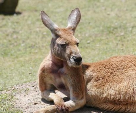 ワーホリ（NZ/AUS）の相談何でものります ワーホリ経験者としてリアルな内容も含めお話し致します イメージ2
