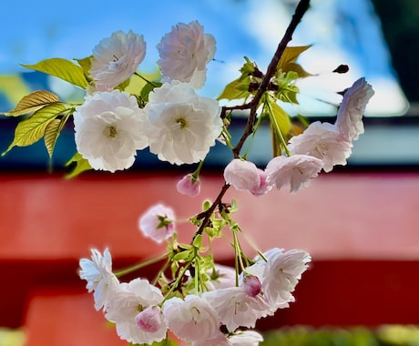 完全予約制15分コース／結婚の御縁を霊視で視ます 将来結婚できるのか、陰陽師家系による霊視鑑定します イメージ1