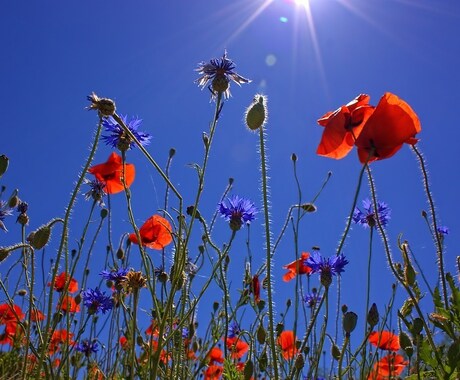 誰かに聞いて欲しい・・お気持ちしっかり受け止めます 恋愛、人間関係、家族問題、話して解放していきましょう イメージ1