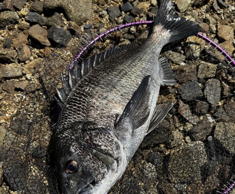 初心者歓迎フカセ釣りで釣れない原因と対策を教えます フカセ釣りで釣れない理由と釣った魚の美味しい食べ方教えます イメージ1