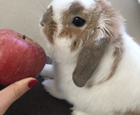 ココナラ内メッセージ：見習価格／タロットで占います 動物・亡くなったペットの気持ち、人間関係等、ご相談ください イメージ1