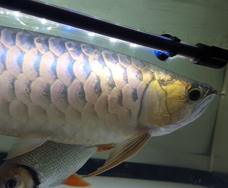 熱帯魚の飼育を始めたい方にアドバイス致します ショップに行ってアドバイスを聞くのに気が引ける方へ イメージ1