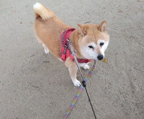 ルーン占い｜今日の流れと愛犬の関係を整えます 愛犬との関係と今日の流れをルーンでやさしく読み解きます イメージ2