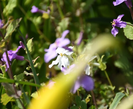 水仙の写真撮ります 春になったので水仙の写真撮ります。 イメージ1