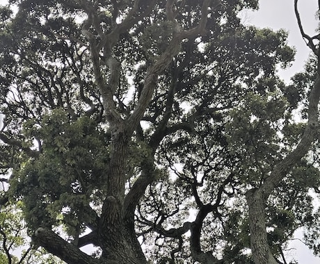 本願成就の白魔術！あなたの願いを最短で引き寄せます 強力引き寄せ⭐恋愛、結婚、金運、仕事　どうしても叶えたい❗❗ イメージ2