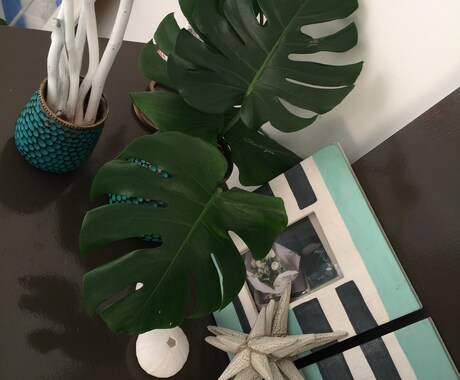 あなたの部屋合う植物教えます お家に合った植物を飾りたい方、花を生活に取り入れたい方へ イメージ1