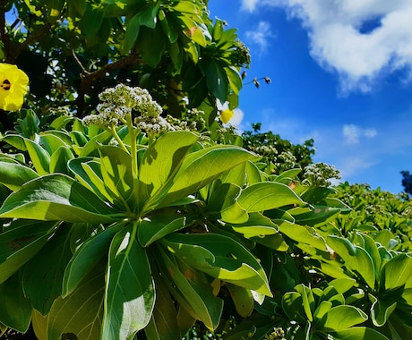 沖縄の風景や自然の写真の対象指定撮影を承ります 逆光に透過された葉の美、沖縄らしい写真 イメージ1