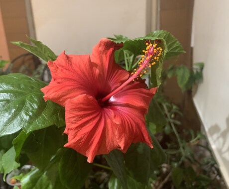 花の育て方を教えます 育てとい花の簡単な育て方を教えます。 イメージ1