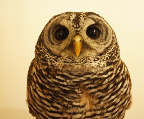 お仕事でお悩みの方に楽になる考え方お伝えします 仕事の効率化、人脈を築きたい。言い訳マインドの脱却のお手伝い イメージ1