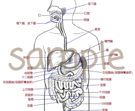 分かりやすい手書き医療系イラストを提供します 医療医学系の方向け！難しい医学をイラストで説明しませんか？ イメージ2