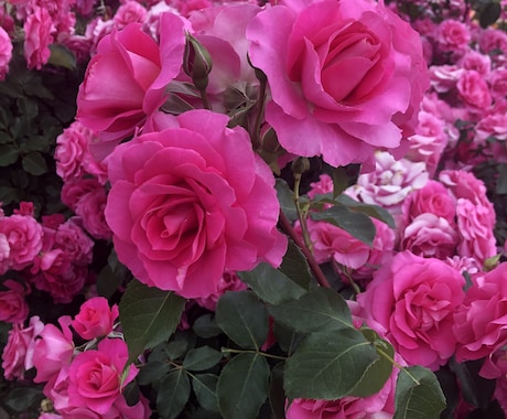 西洋占星術で占います 仕事、恋愛、結婚、人生全般占います イメージ1