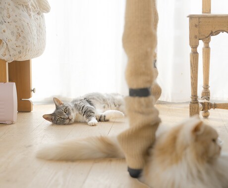 パンチ君(*^^*)写真・動画撮影いたします パンチ君の今の姿を、写真と動画で丁寧に撮影します(^^) イメージ2