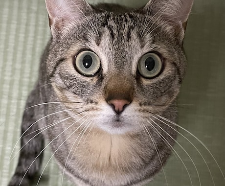 ペットの似顔絵を油絵で描きます リアル寄りで大切な家族の似顔絵を油絵で描きます イメージ2