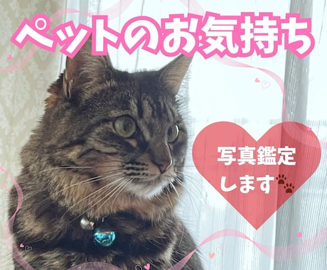 大切なペットの“心の声”を受け取ります 写真鑑定、ペットのお気持ちを受け取ったままお伝えします。 イメージ1