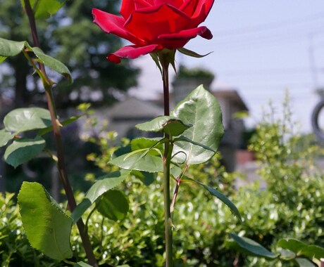 バラの写真を提供します 花の写真が必要な方必見！インテリアにオススメ！！ イメージ2